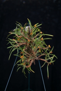 Maxillaria caespitifica Gayles Sunburst CHM/AOS 80 pts. Plant